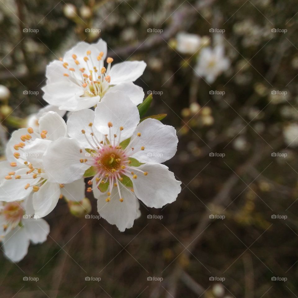 Wild Flower in euro spring