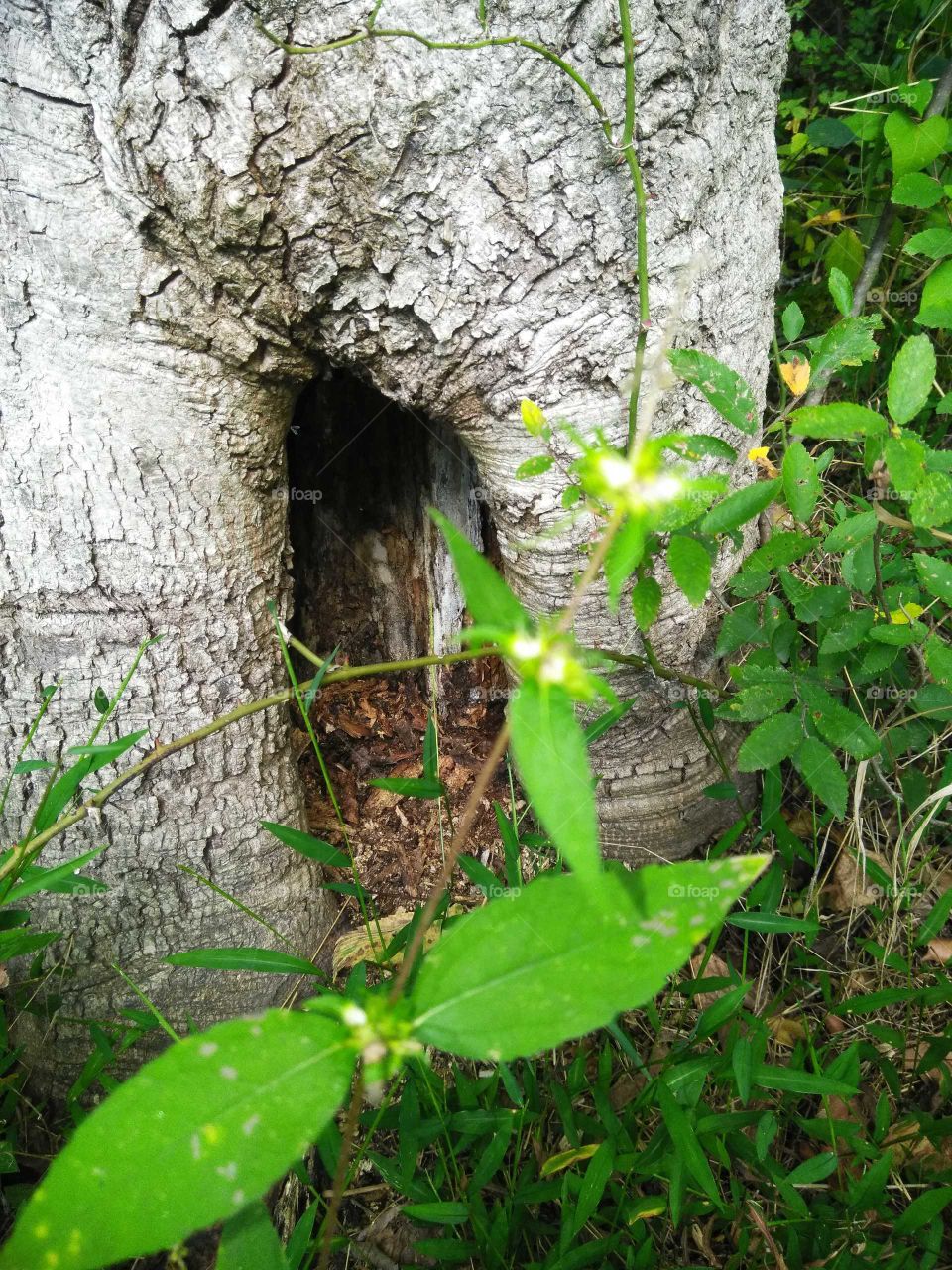 Beautiful Oklahoma nature