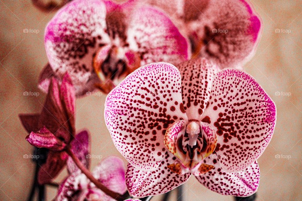 Orchid flowers