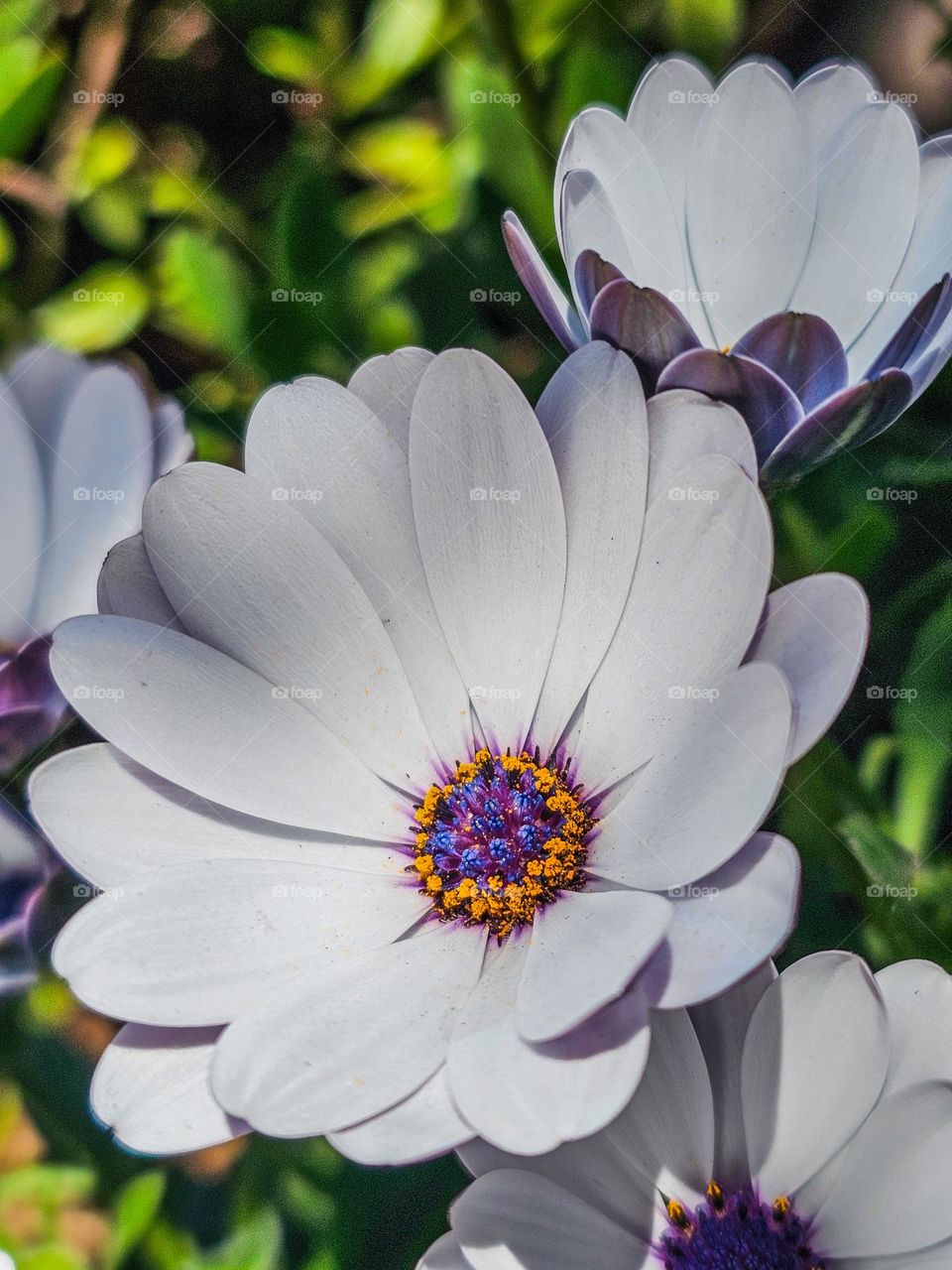 spring flowers are anticipation after the long winter. this beautiful African daisy with its white petals and distinctive yellow and purple center are a beautiful showcase of nature's beauty. also known as a Cape Daisy