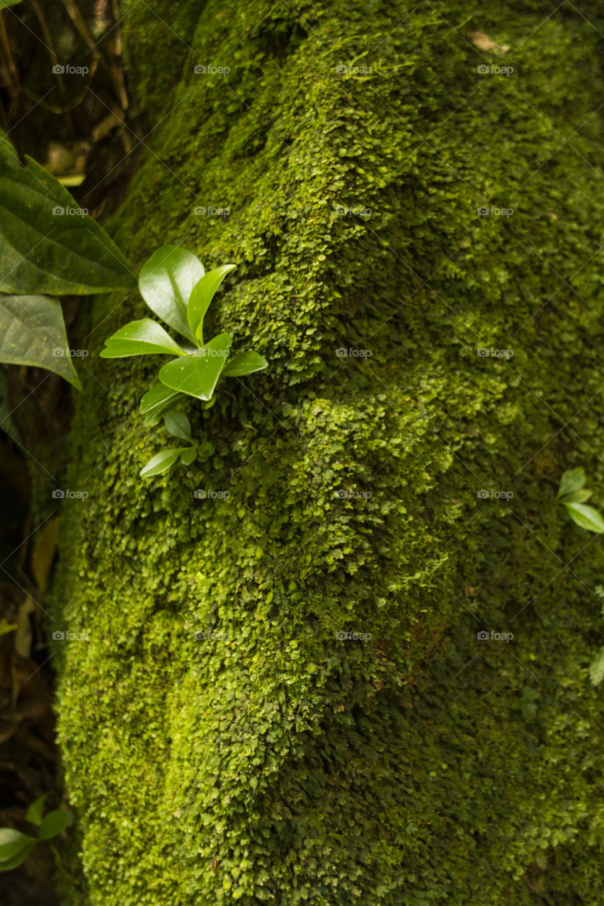 Moss and plant on a tree