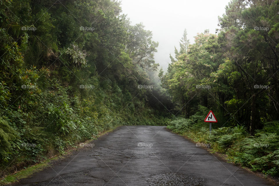 Road to the mist in the forest 