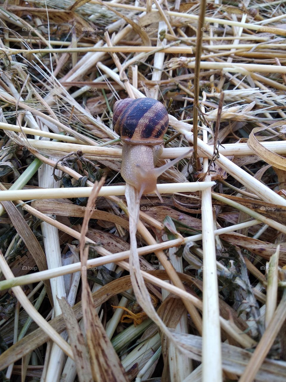 Snail