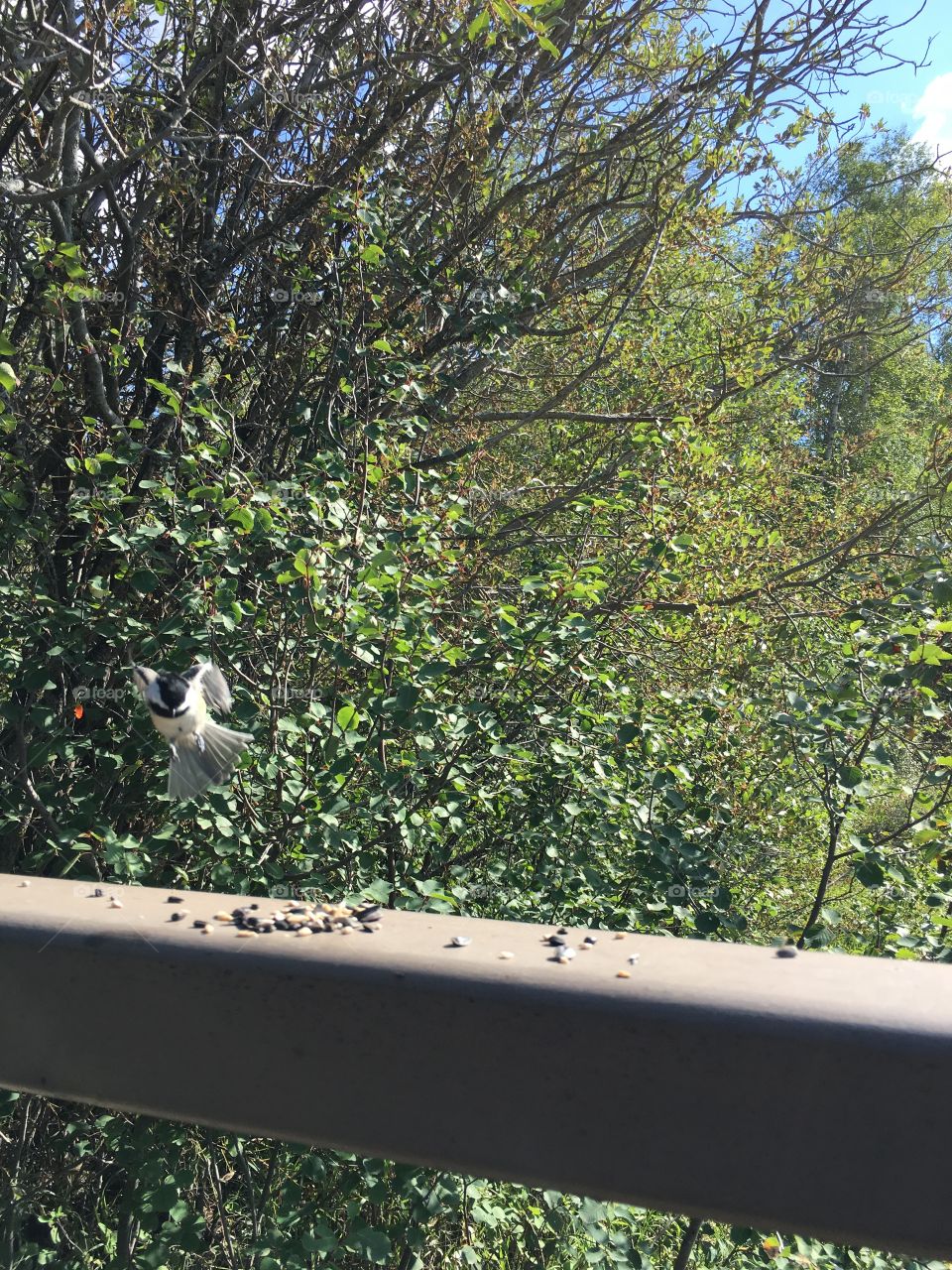 Tree, Nature, Outdoors, Bird, Wood