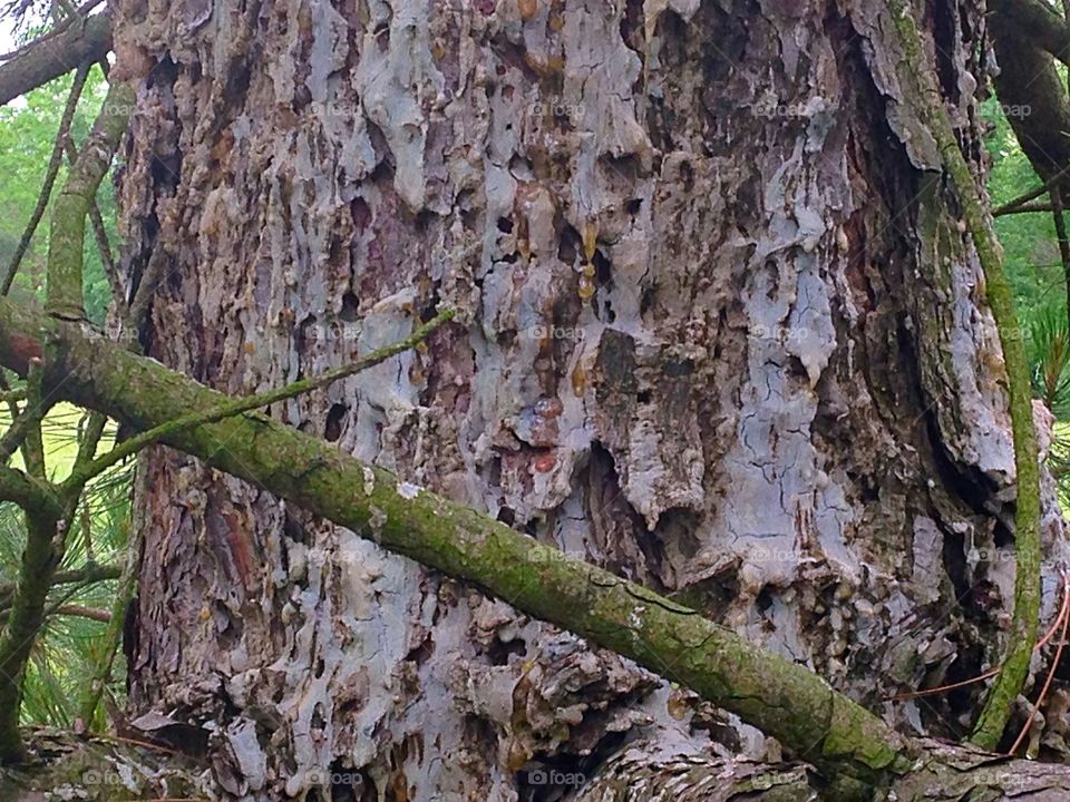 The tree cries. This tree has sap running down the whole side