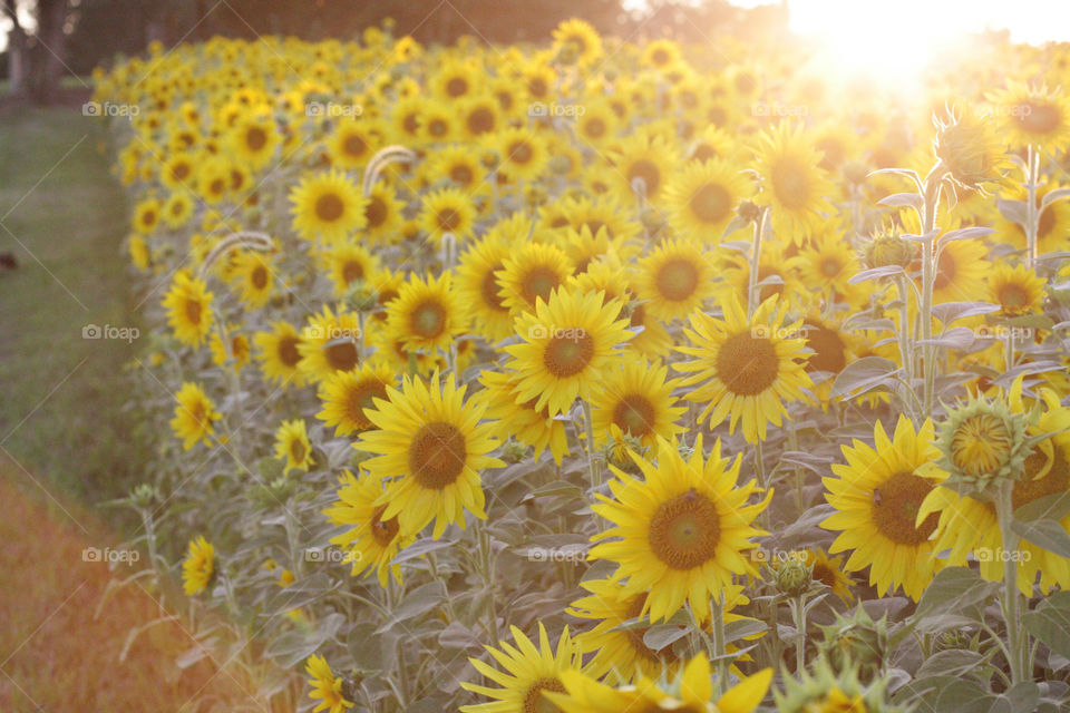 Sunflowers