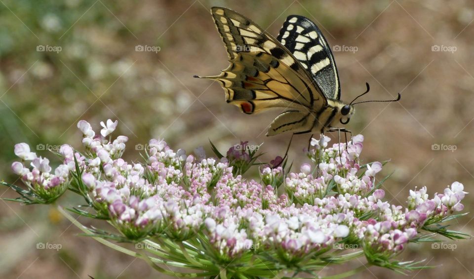 Papillon Machaon