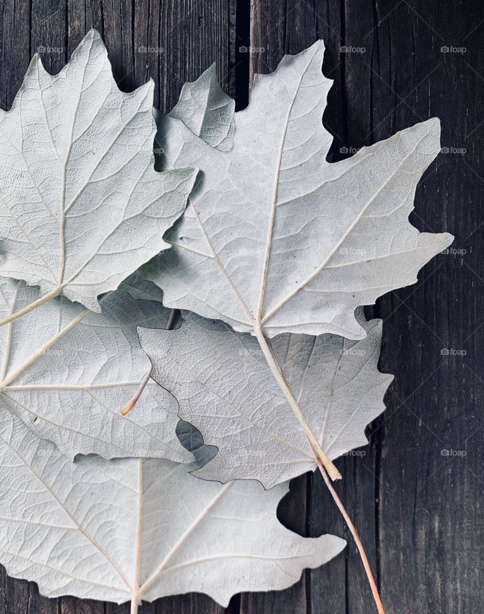 Inner “wrong” white side of maple leaves 