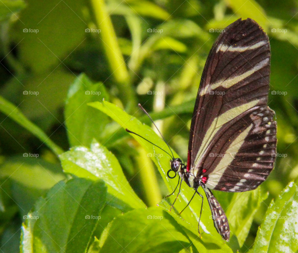 Butterfly 