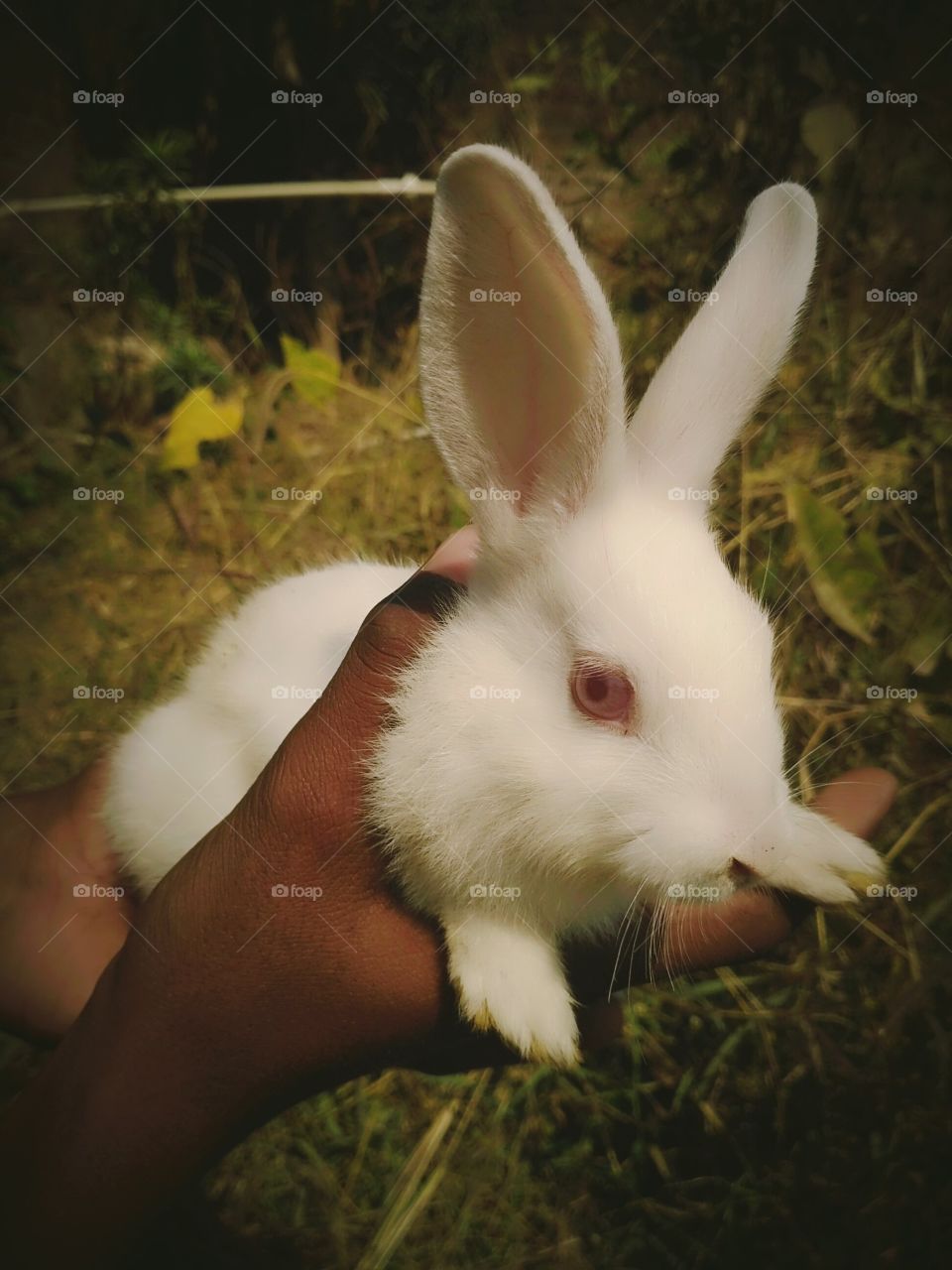 Rabbit, Bunny, Easter, Mammal, No Person