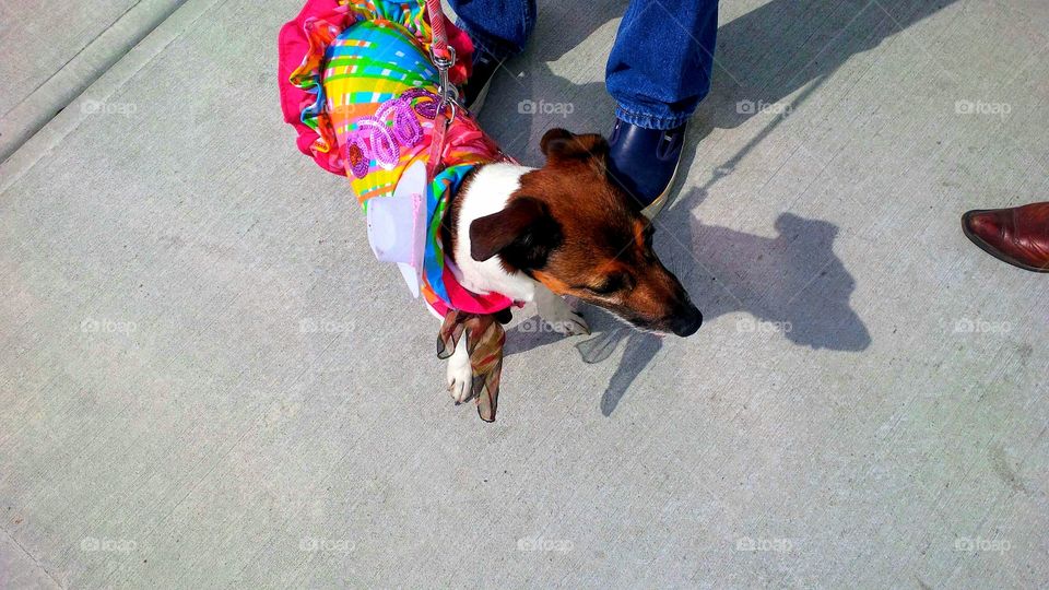 Cute Dachshund Dog Dressed Up For the Greatest Outdoor Show on Earth the Calgary Stampede