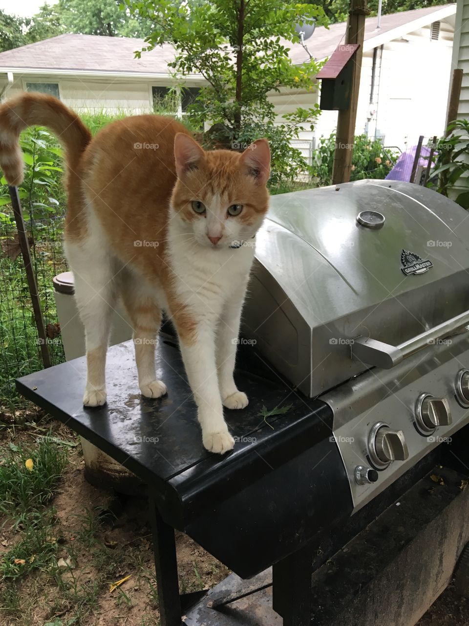 Hey are you the one cooking? I want chicken or maybe ribs. Fire up the grill o.k