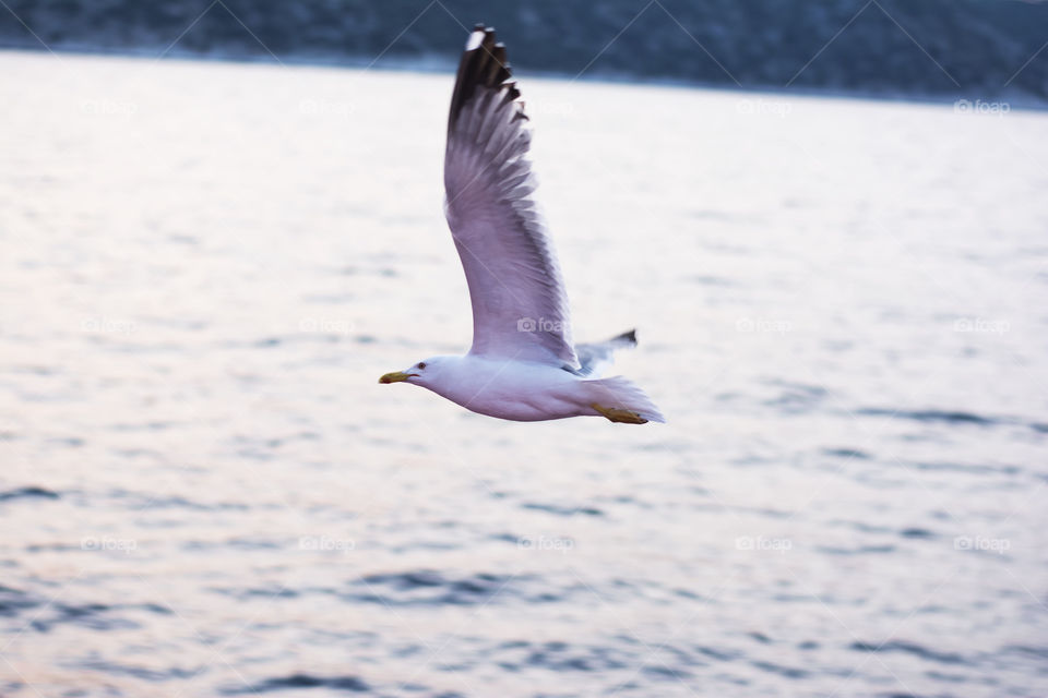 seagull flying. seagull flying over the sea at dawn