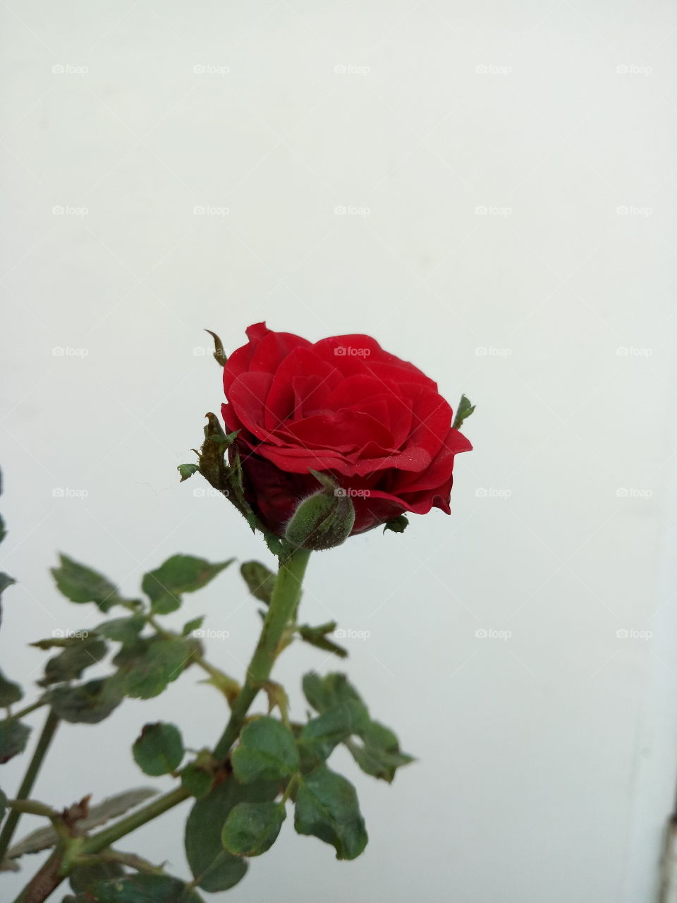 red rose