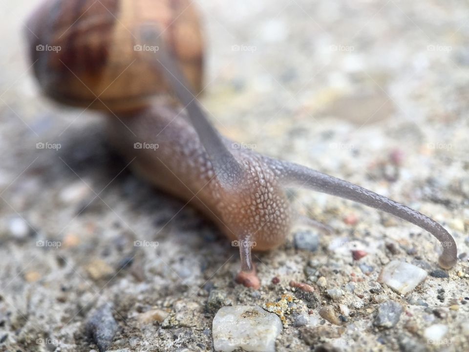 Snail on the ground 