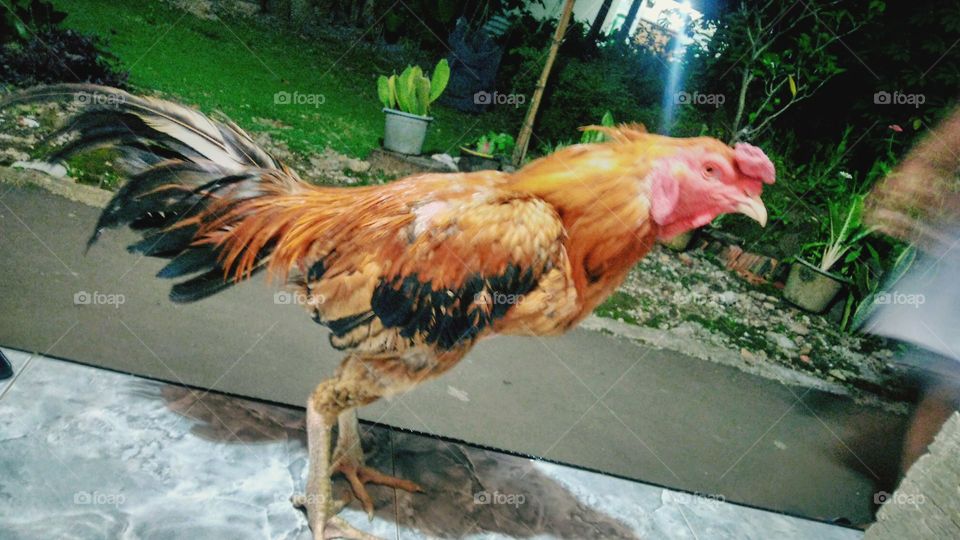 Rooster