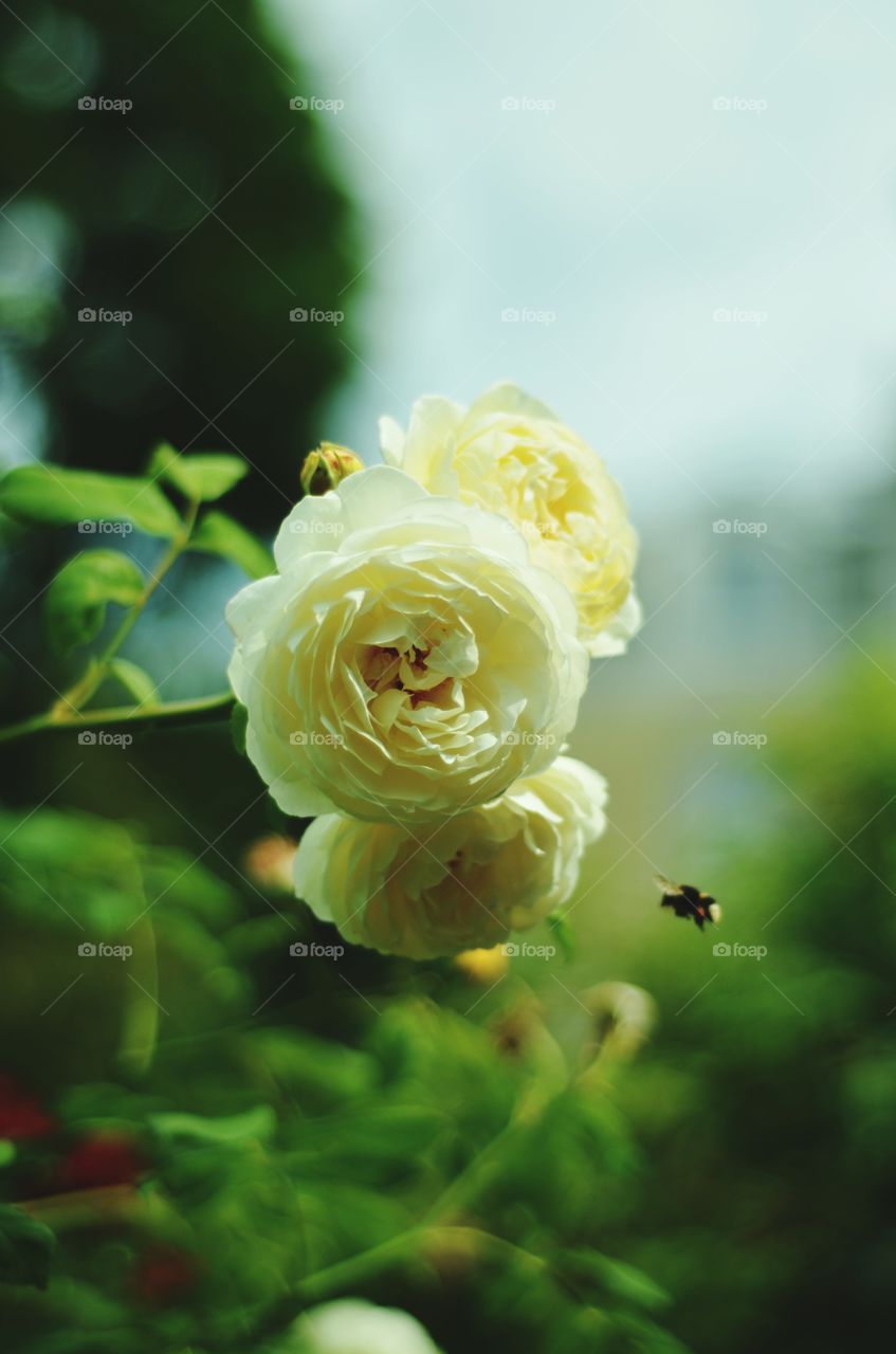 White roses and the bumblebee