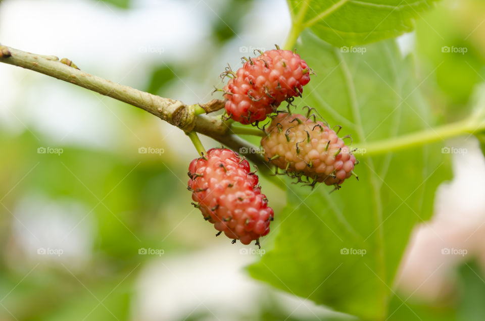 Pink Mulberry Fruits On Branch