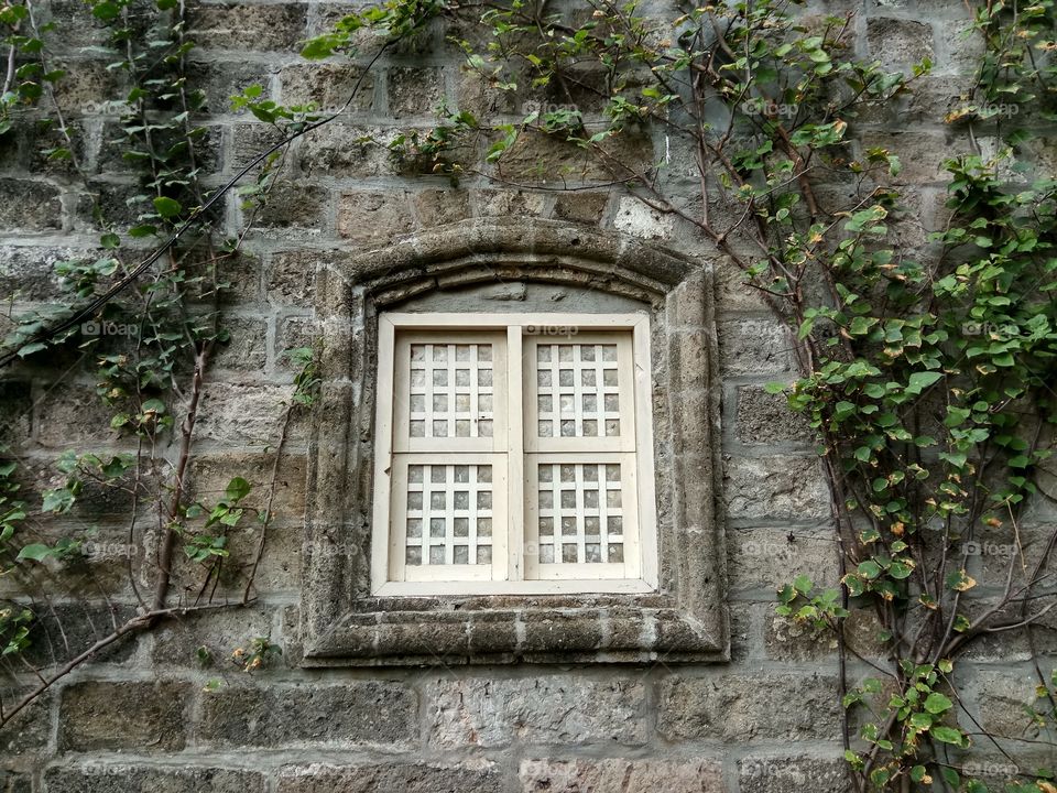 windows