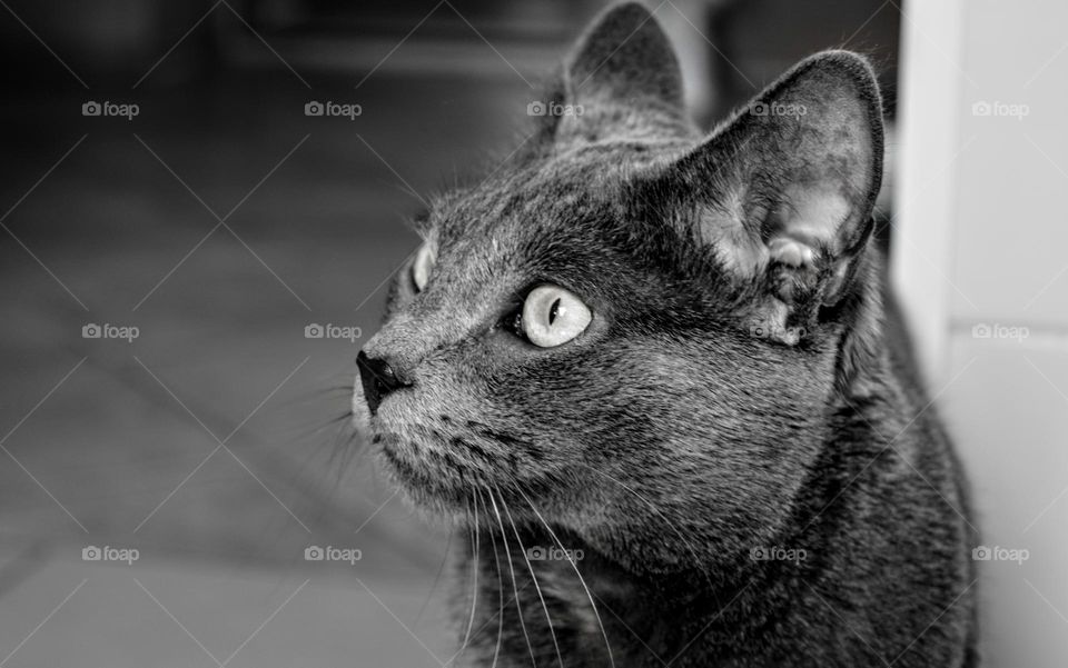 russian blue cat beautiful portrait home black and white background