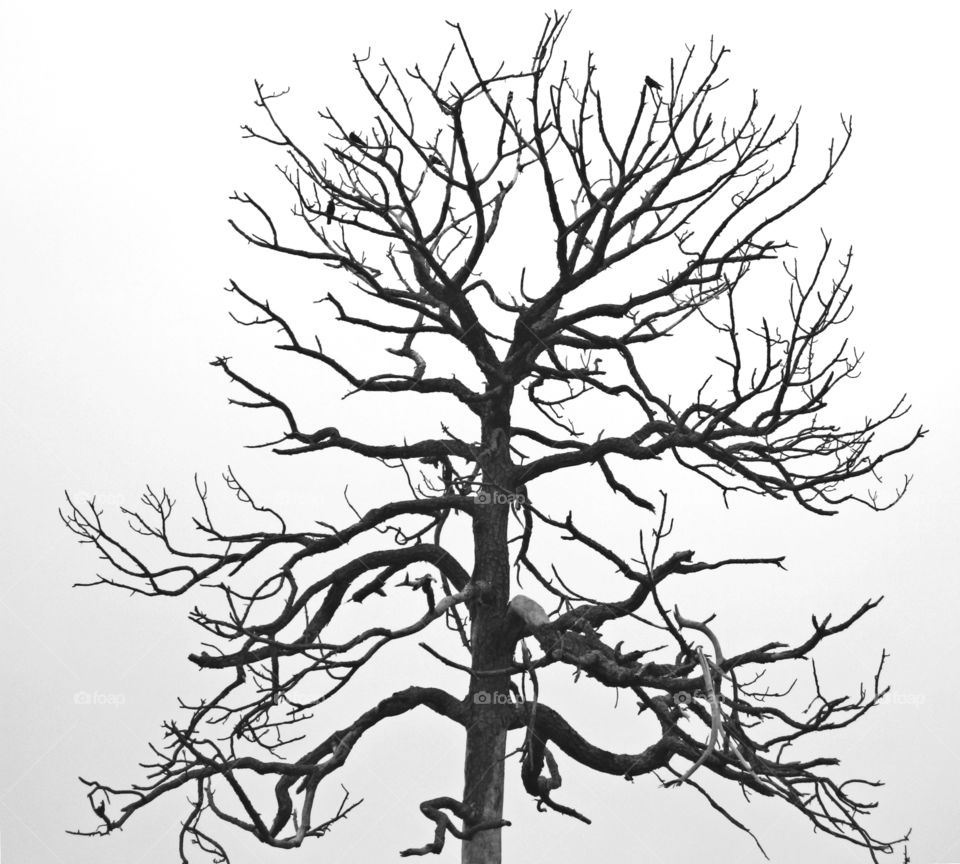 A Wildlife tree stands tall and erect as it provides a home for the black birds and other species of wildlife