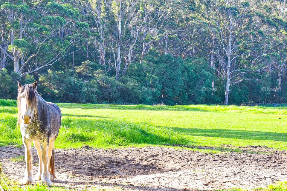 Horse and it’s home 