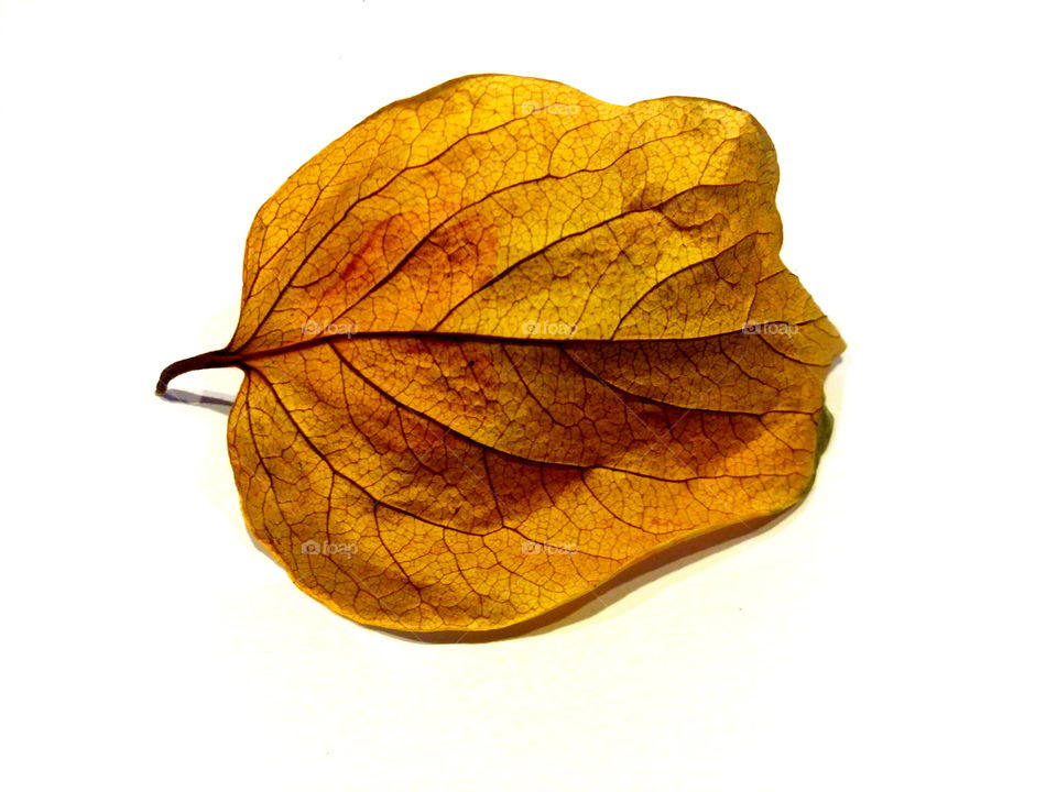 Reasons to FALL in L💛VE with Autumn! 🍂