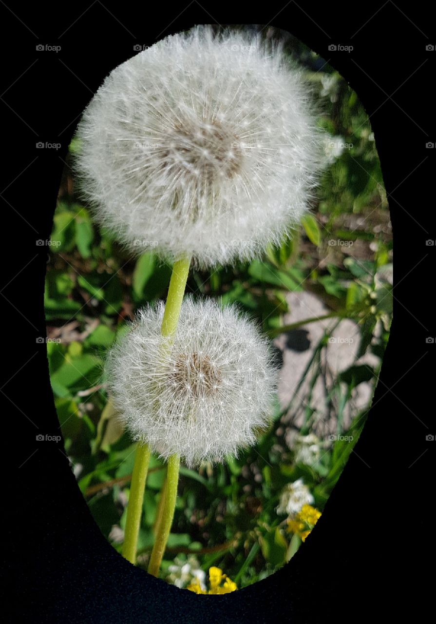 bloomed dandelion