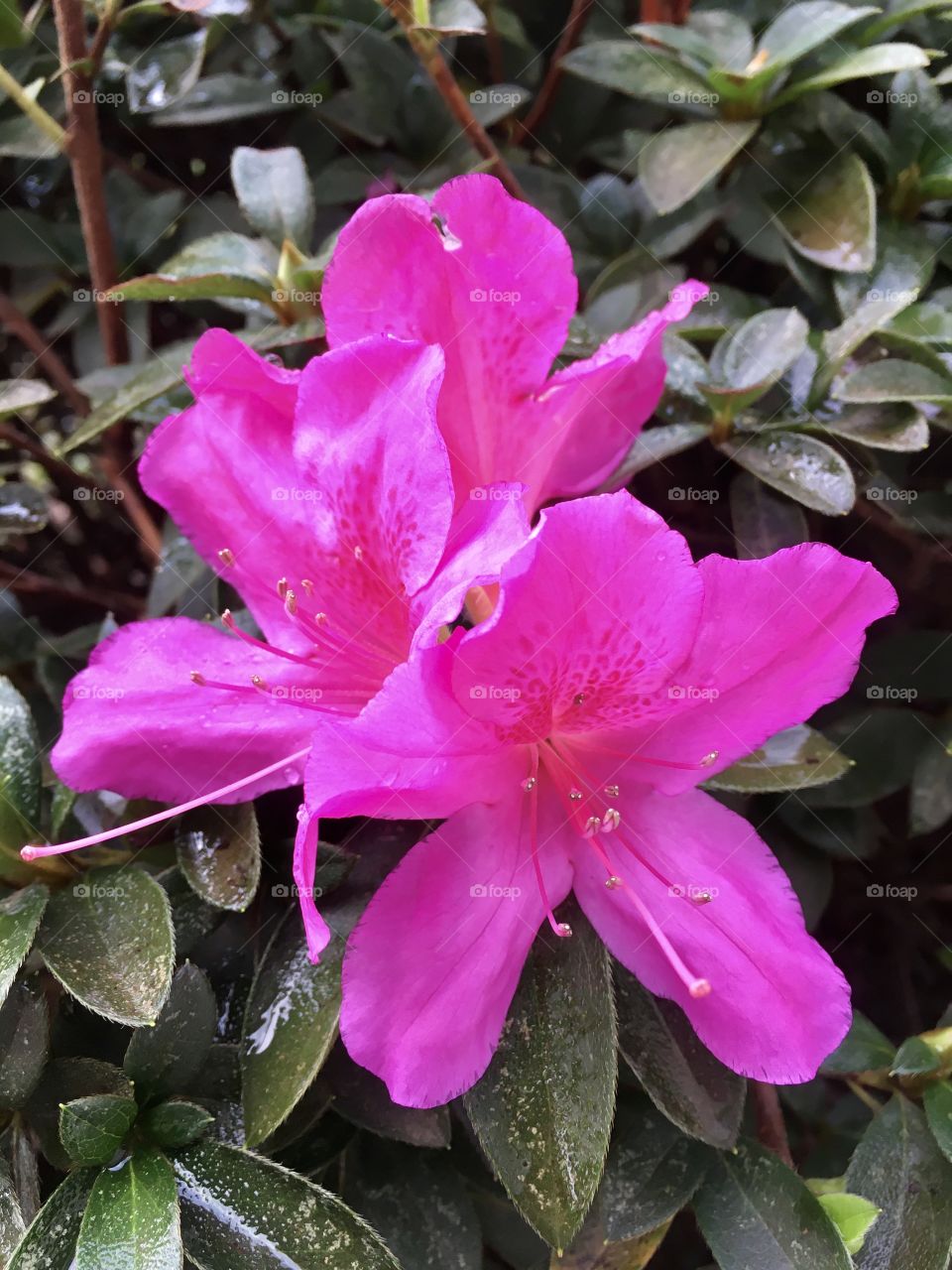 So beautiful azaleas still dripped by the rain.  Live nature and its generous beauty! Azaleias tão bonitas ainda gotejadas pela chuva. Viva a natureza e sua beleza generosa!