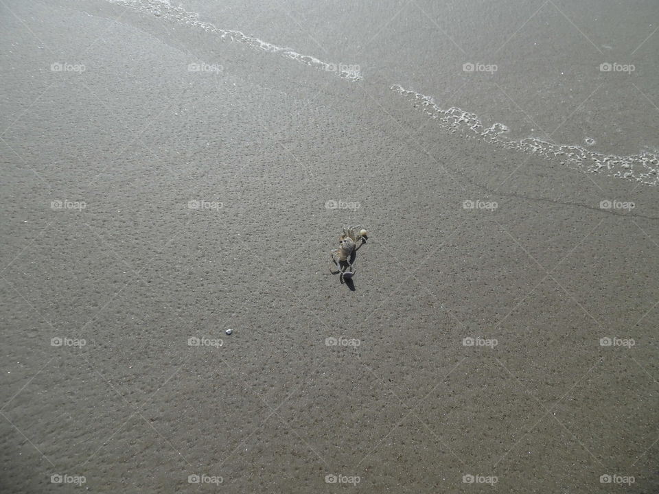 beach critter. This is a vacation photo that I took while on the beach in the Gulf of Mexico. 👣 🚶 🏃 🔥 💨