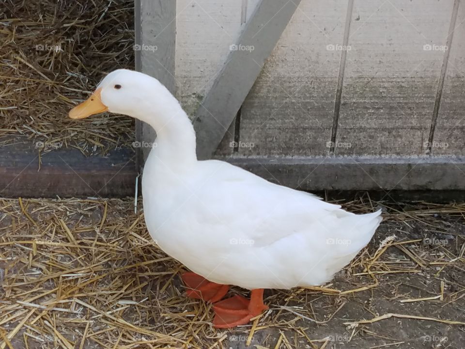 Duck portrait