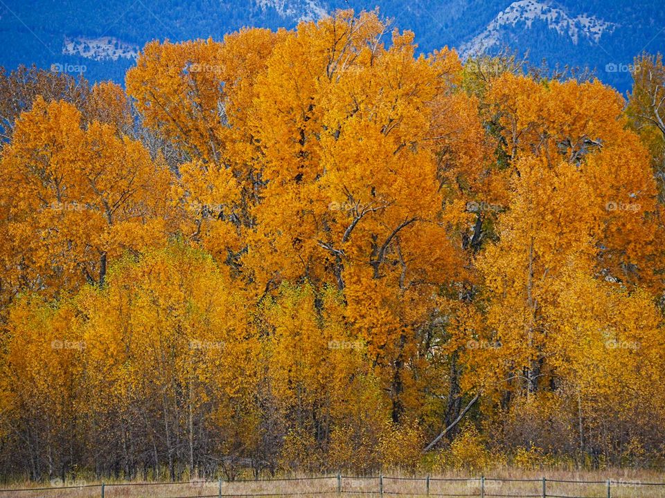 A bright grove of trees wears a resplendent shade of gold and yellow like a coat against the cool fall breeze