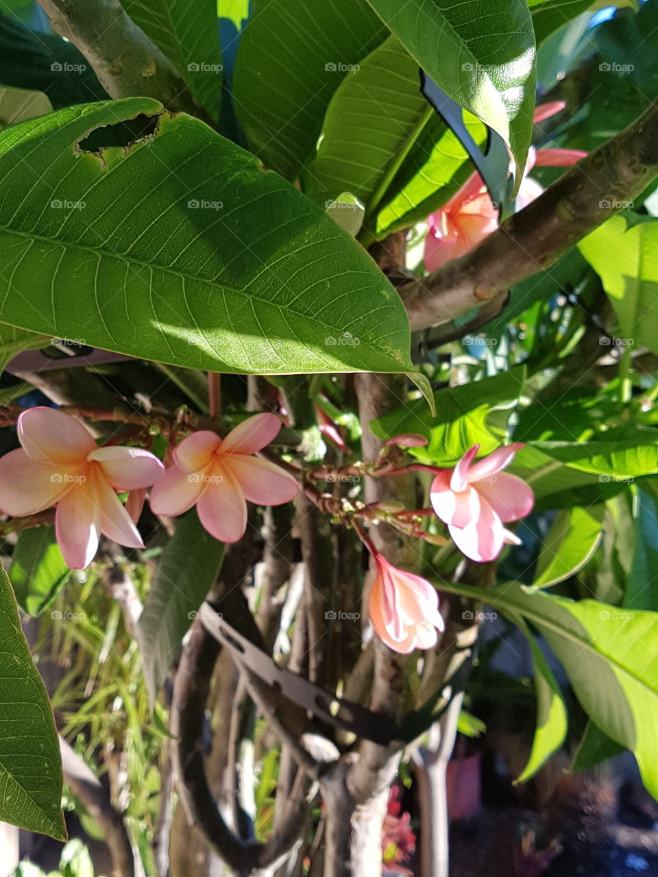 light through a frangipani tree