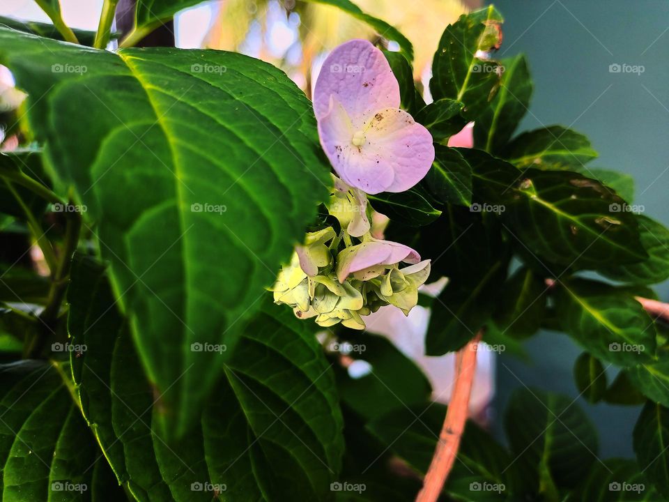 Blooming hydrangea flower close-up. Lush flowering hortensia on the garden. Blue and white hydrangea in bloom. Blooming hydrangea flower close-up. Lush flowering hortensia on the garden.