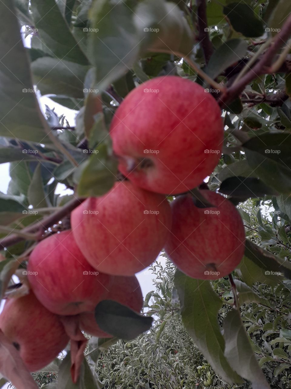 manzanas