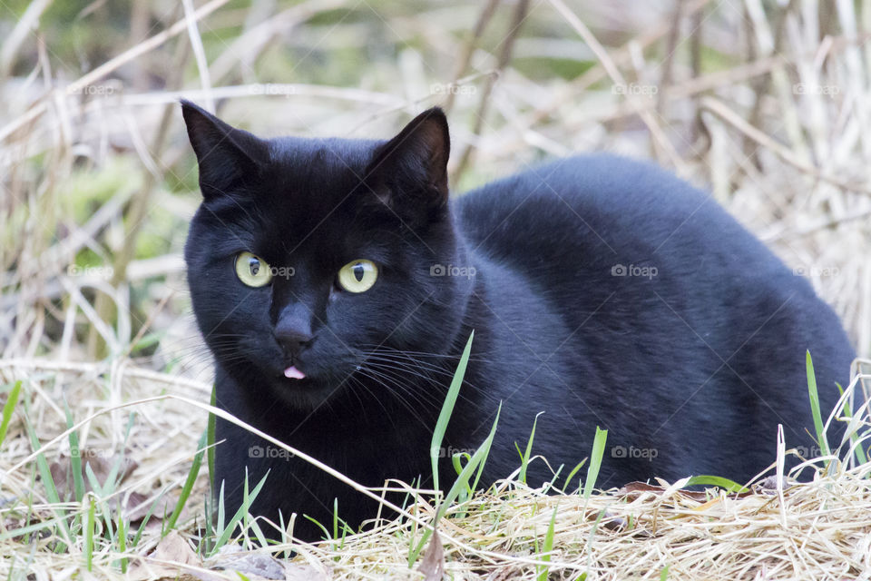 Black cat on the hunt 
