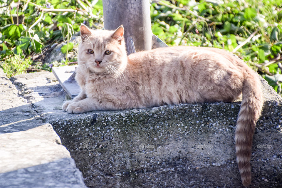 Cat, Nature, Cute, No Person, Animal