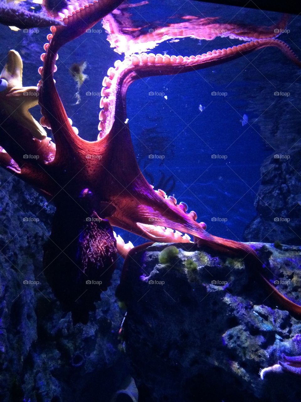 Octopus in captivity 