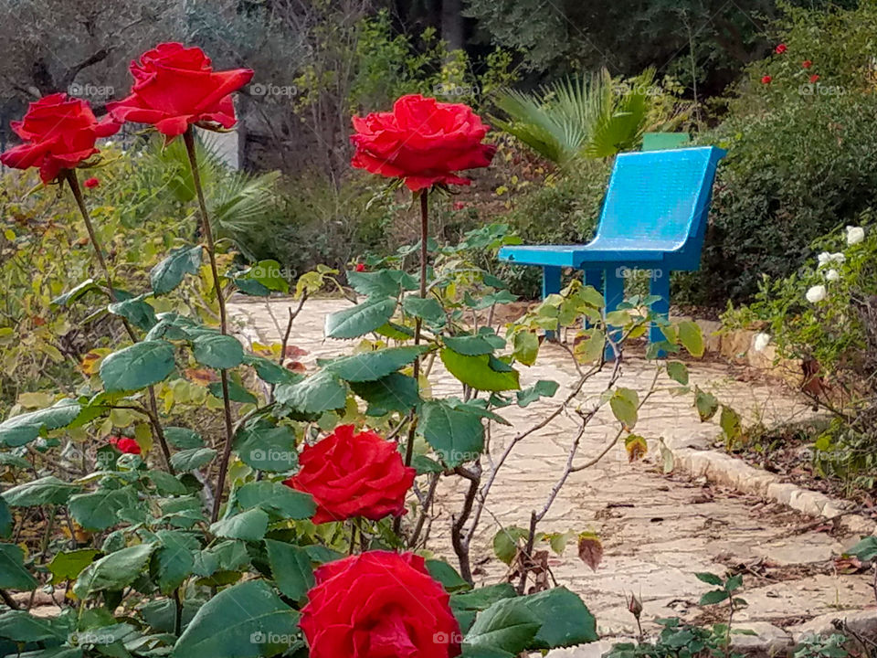 Red roses along a walking path with a blue bench.