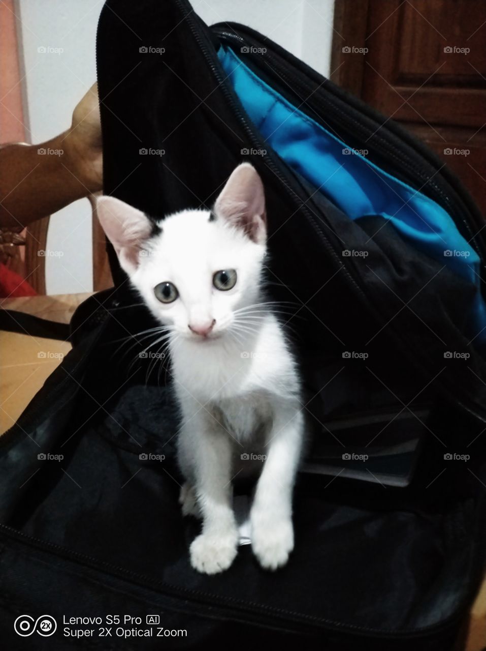 Kitty in a bag.