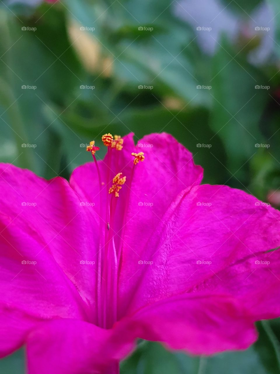 pink flower with bright center