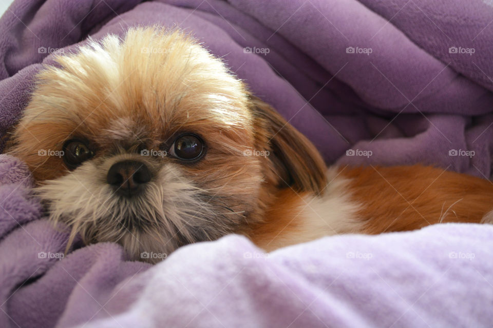 Adorable shihtzu dog