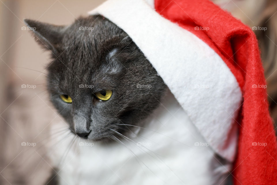 Russian blue cat in the cap of Santa Claus