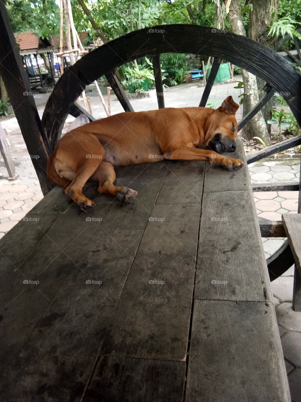 dog
sleep
thailand