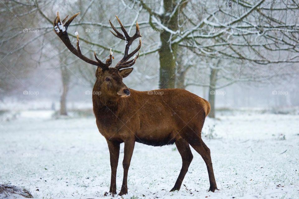 Beautiful brown colour deer