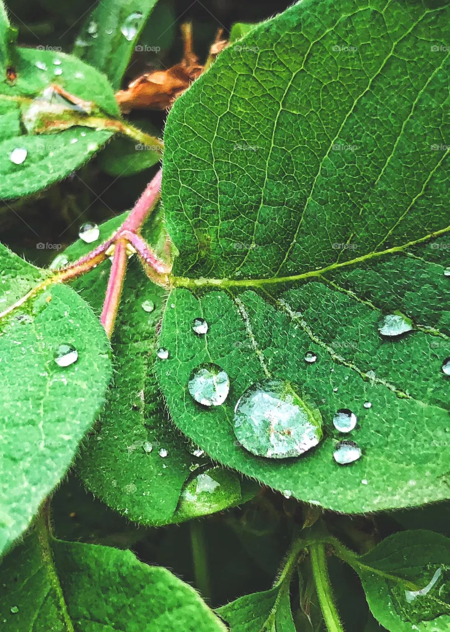 Leaves