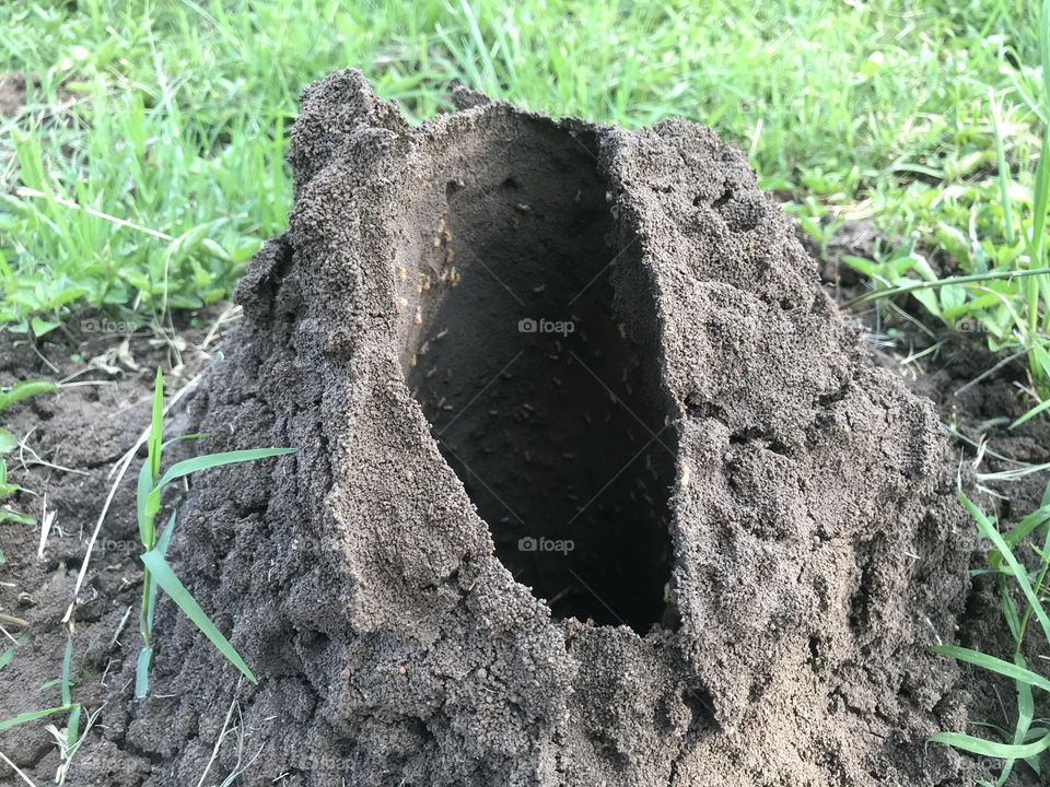 Mud tunnels built by termites for their shelter