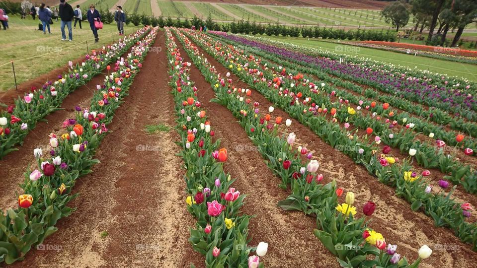 Beautiful multicoloured tulips