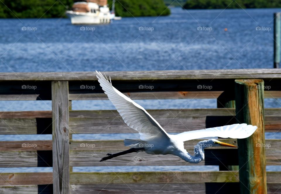 Flying along the boardwalk