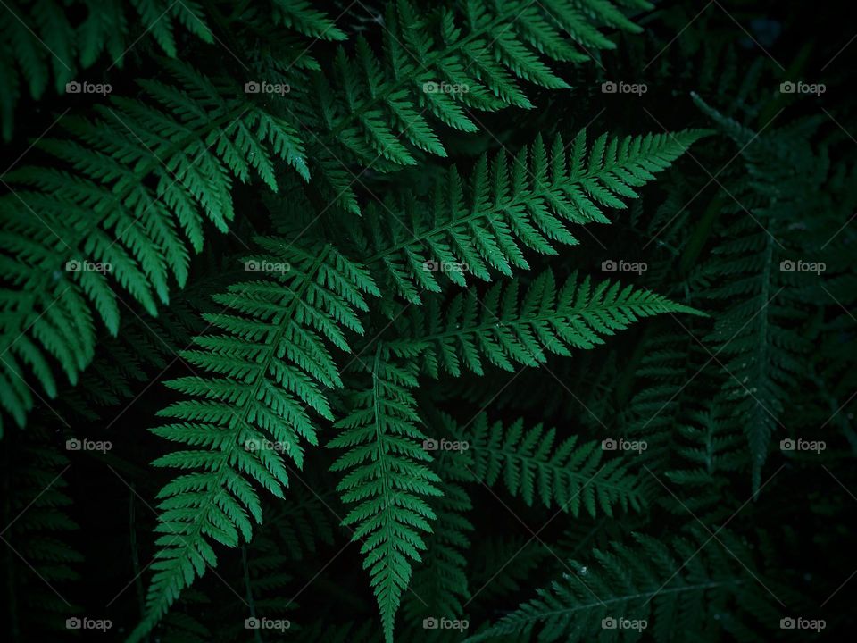 Fern plant in a dark forest area